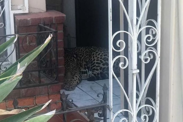 Aseguran un leopardo en Tijuana.