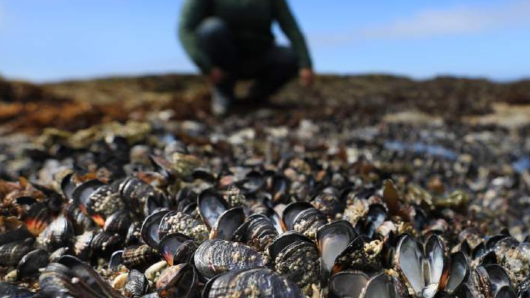 Mejillones vivos se cocinan en rocas de Bodega Bay, California, por el calor