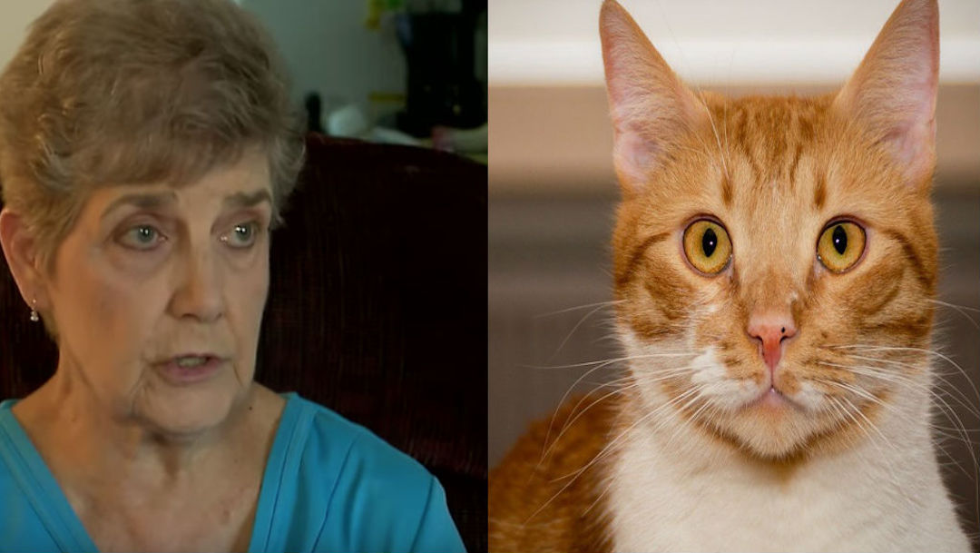 Foto Señora de 79 años irá a prisión por alimentar a gatos callejeros 31 julio 2019