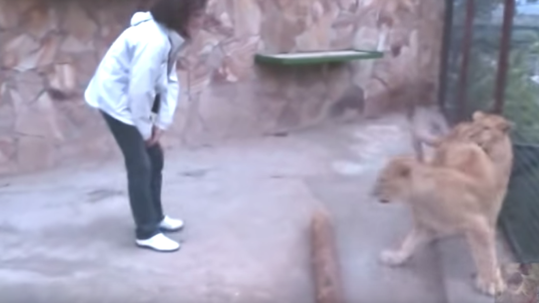 Video: Mujer entra a jaula de leones y recibe agresiva bienvenida