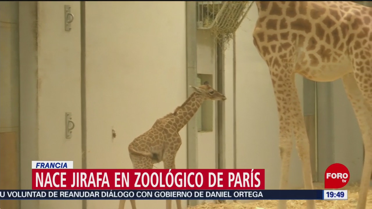 FOTO: Nace jirafa en zoológico de París, Francia, 6 Julio 2019