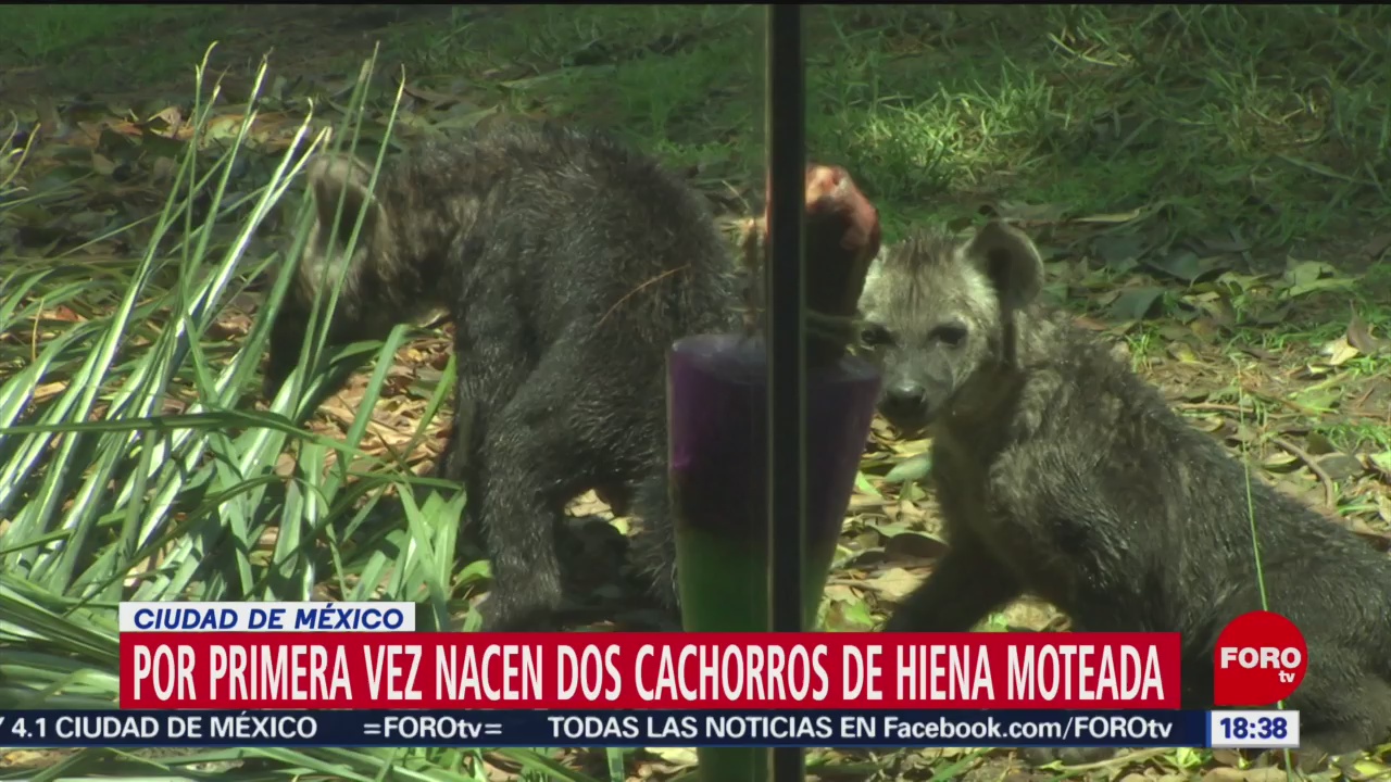Nacen cachorros de hiena moteada en el Zoológico de Chapultepec