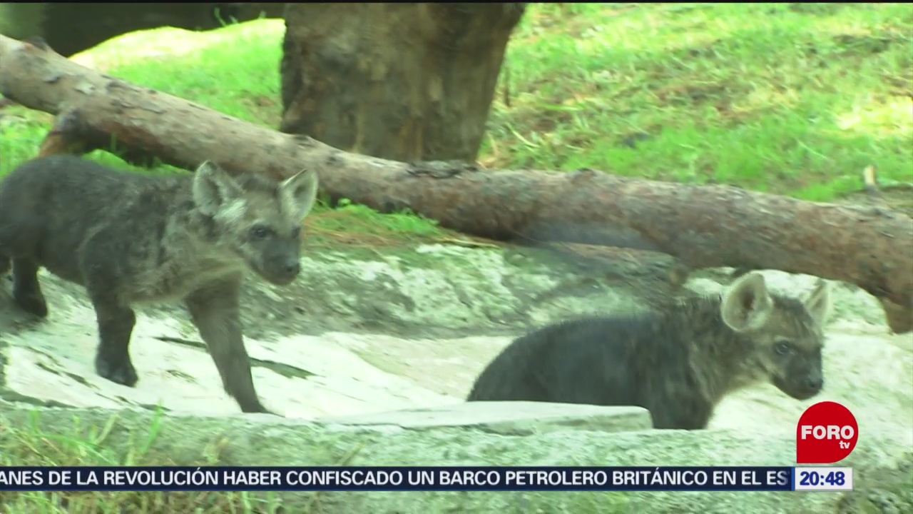 Foto: Nacen Dos Cachorros Hiena Moteada Zoológico De Chapultepec 19 Julio 2019