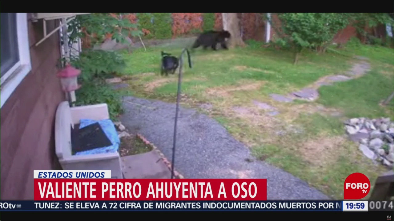 FOTO: Perro ahuyenta a un oso que estaba en una casa en EU, 14 Julio 2019
