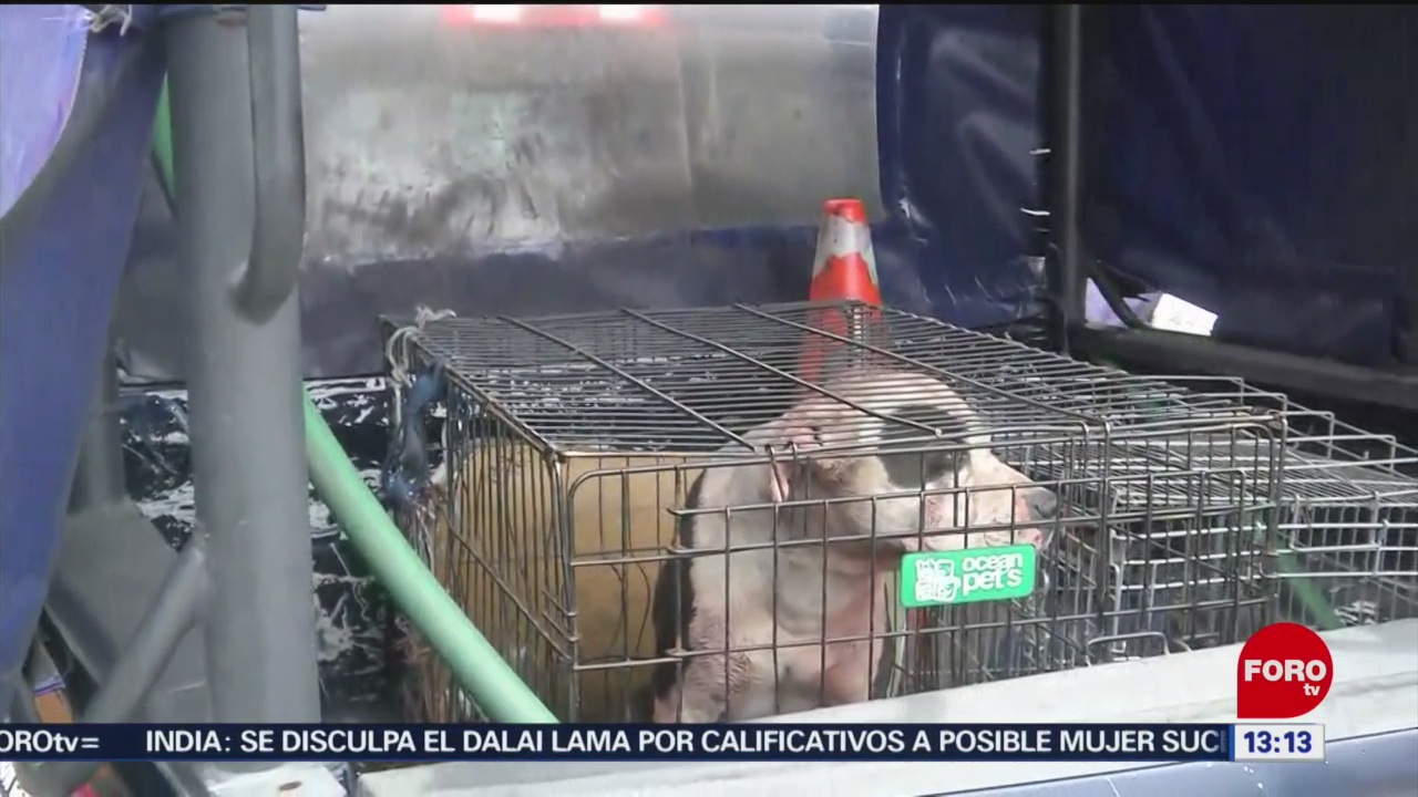 FOTO: Perro pitbull mata a niño de casi dos años en Iztapalapa
