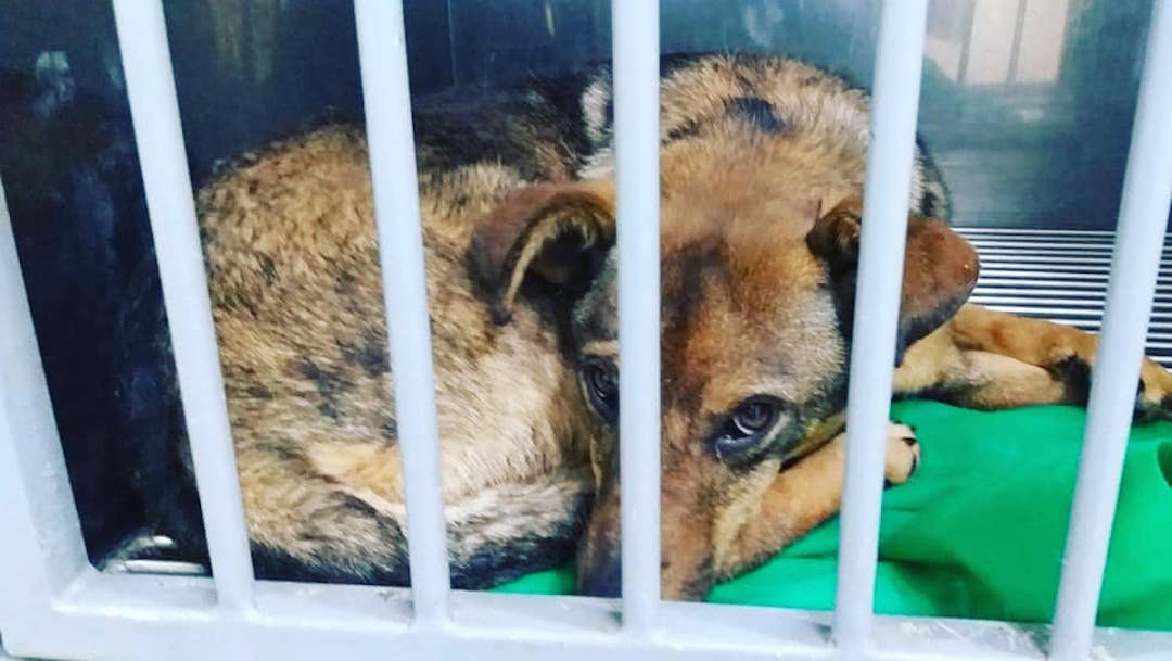 Foto donan alimento envenenado a refugios; mueren más de 20 perros 14 julio 2019