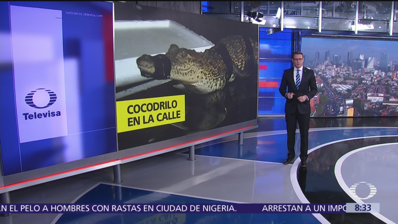 Policías de Guadalajara encuentran cocodrilo en la calle