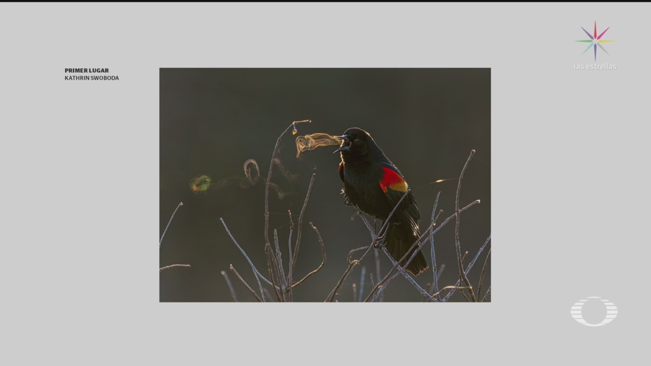 Foto: Audubon Fotografías Ganadoras Aves Espectaculares 30 Julio 2019