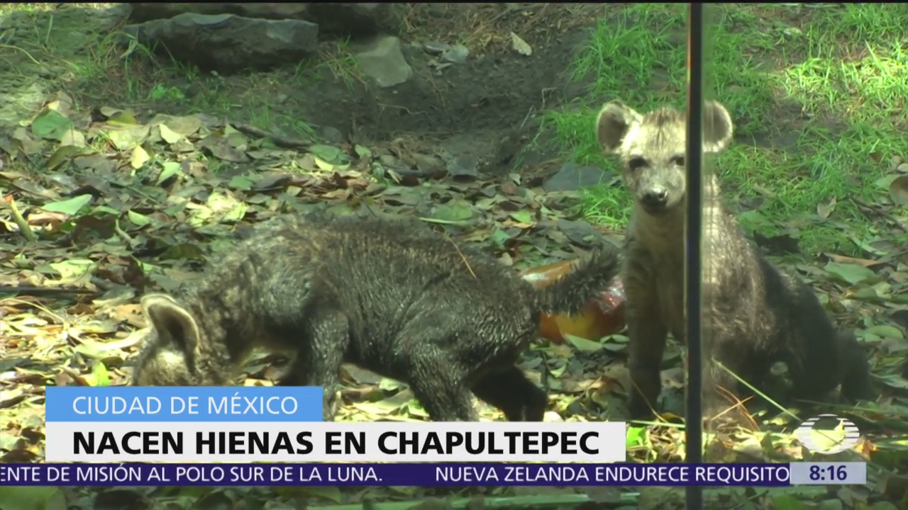 Presentan cachorros de hiena en Zoológico de Chapultepec, CDMX