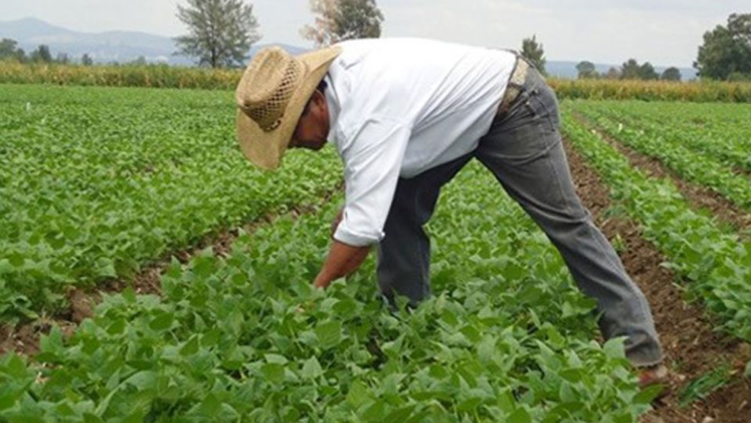 Segalmex ayuda a productores más pobres de México con precios de garantía
