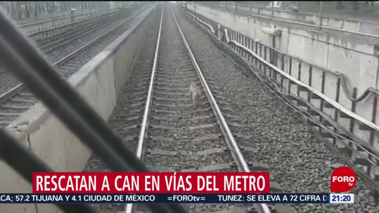 Foto: Rescatan Perro Vías Metro CDMX 12 Julio 2019