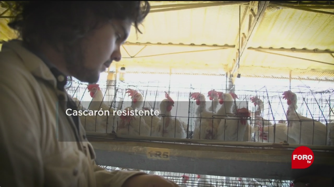 FOTO: Resistencia de huevos de gallinas con suplementos, 7 Julio 2019