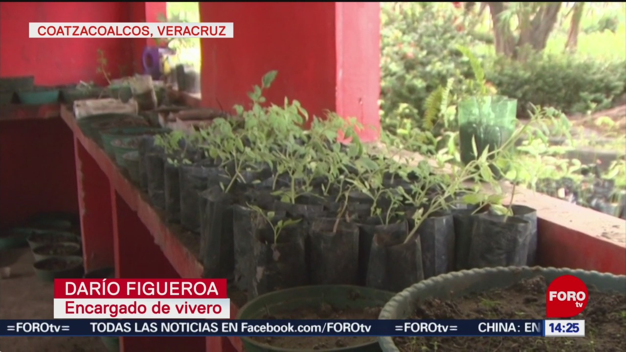 Roban plantas de vivero en Coatzacoalcos, Veracruz