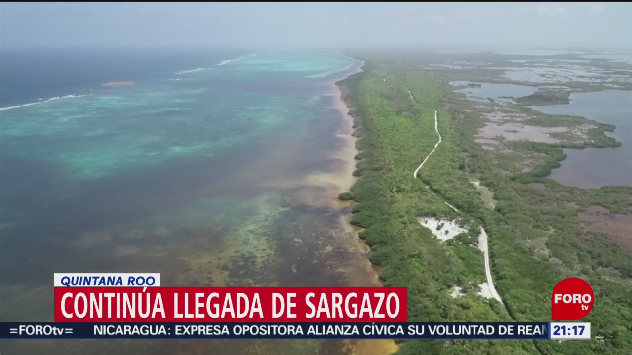 FOTO: Sargazo continúa afectando playas mexicanas, 7 Julio 2019