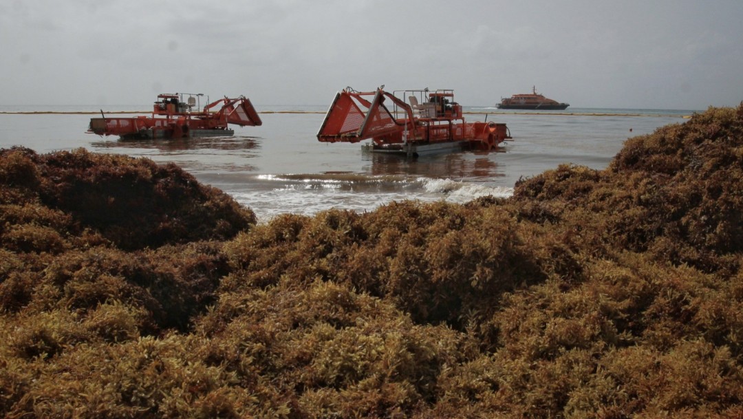 Foto: Vista de las dragas empleadas para recoger el sargazo que llega a diario en Playa del Carmen, en Quintana Roo, el 28 de julio de 2019 (EFE)