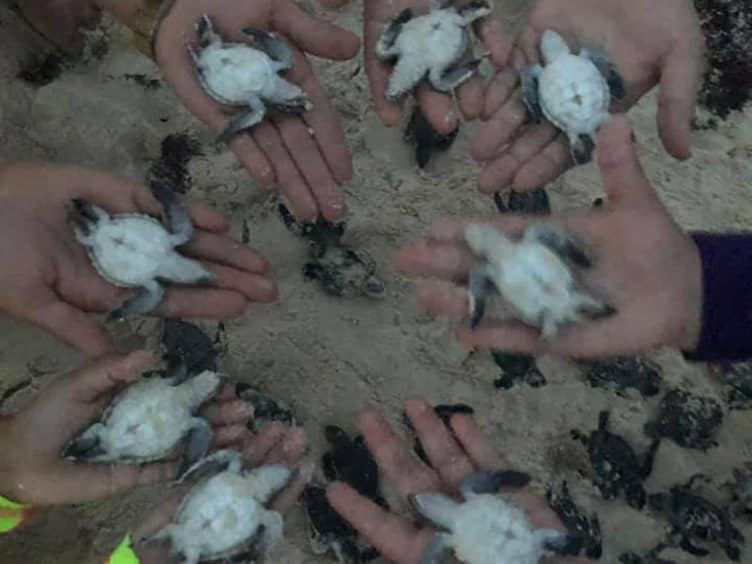 Foto: Tortugas encontradas en Tulum atoradas en sargazo. (Facebook Viviana García). 30 de julio 2019