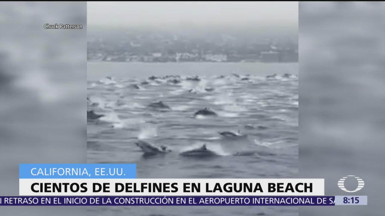 Video capta a cientos de delfines en Laguna Beach, California