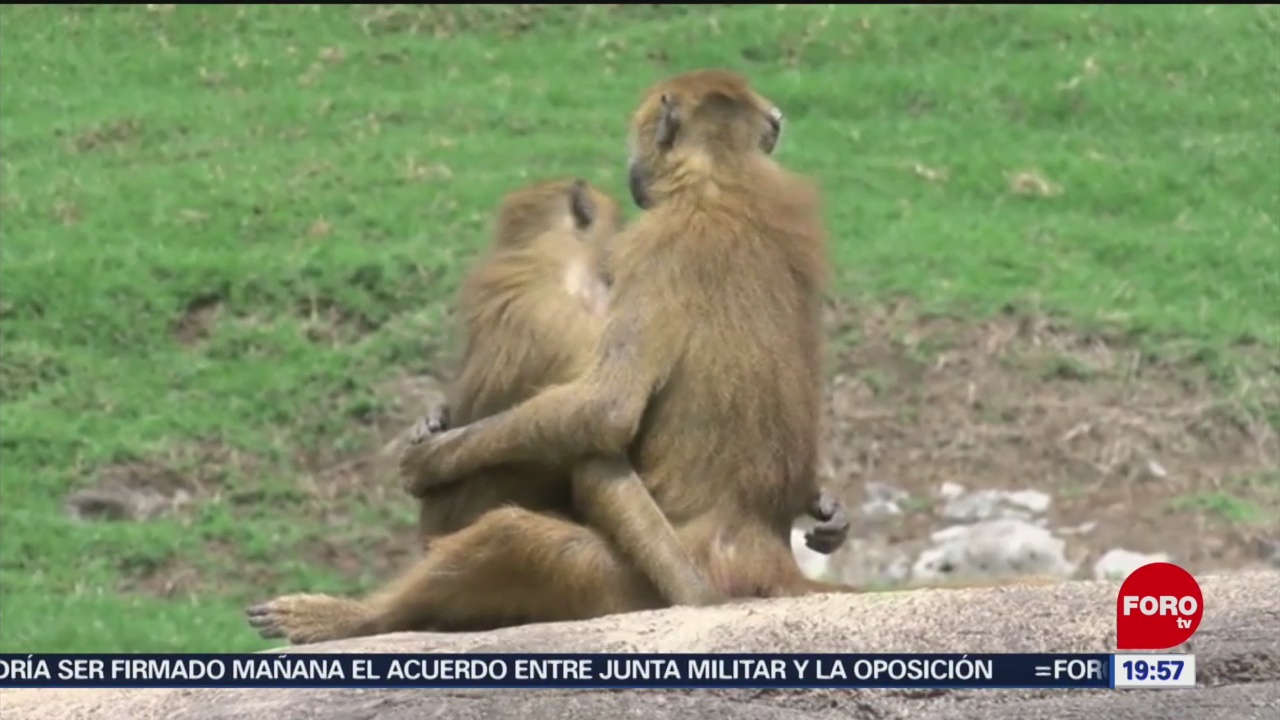 FOTO: Zoológico de Guadalajara tiene nuevos habitantes, 13 Julio 2019
