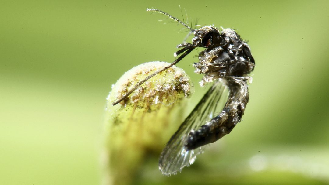 Identifican en México presencia del ‘mosco negro’, transmisor de virus mortal