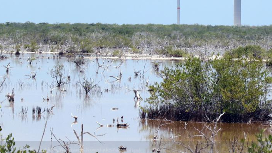 Imagen: El mangle es una especie protegida, su comercio está prohibido y con la reforestación se mejora el control de gases, 5 de agosto de 2019 (Twitter @NovedadesYuc, archivo)
