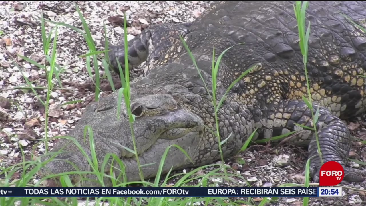 FOTO: Acciones para proteger al cocodrilo ‘Moreletti’ en Yucatán, 24 Agosto 2019