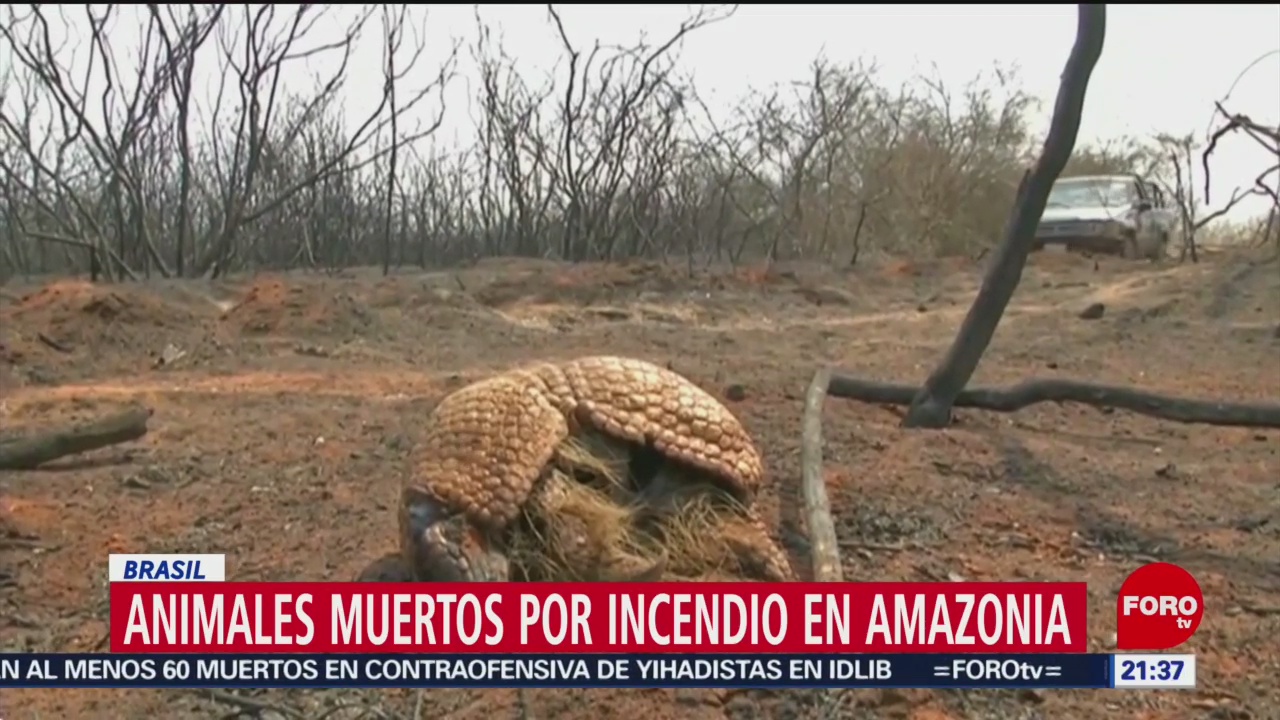 Foto: Animales Muertos Incendio Amazonas 27 Agosto 2019
