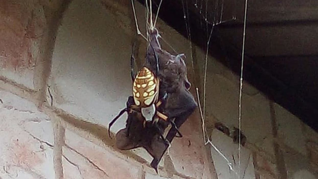 Foto: Una araña bananera atrapó un murciélago con su telaraña para devorarlo, 10 agosto 2019