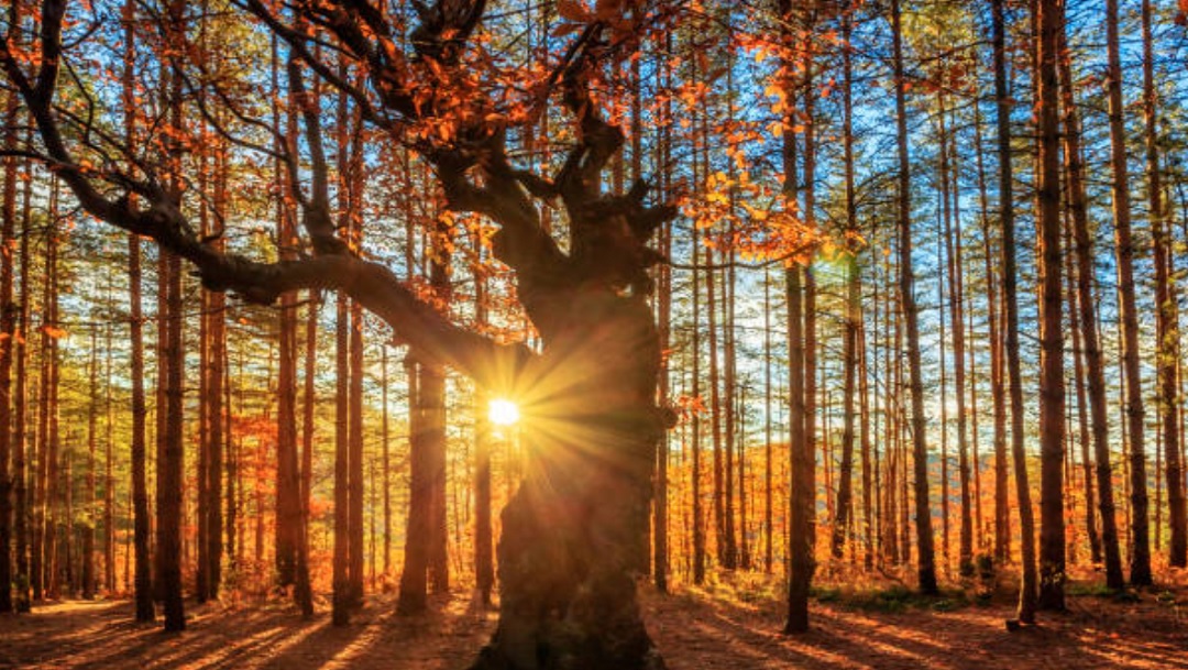Los árboles ‘aprenden’ a adaptarse al cambio climático: Investigación