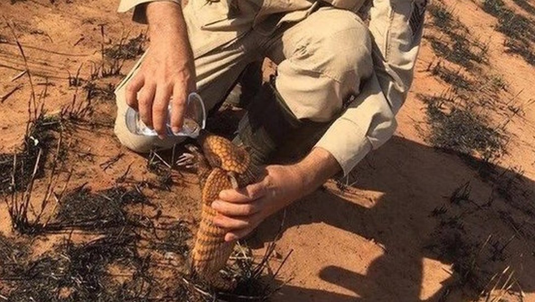Foto Bombero da agua a un armadillo afectado por incendio en el Amazonas 23 agosto 2019
