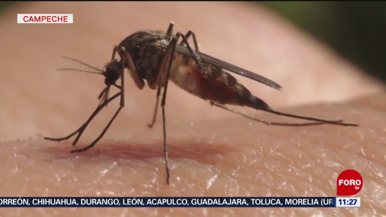 FOTO: Autoridades sanitarias en Campeche refuerzan medidas contra el dengue, 3 AGOSTO 2019