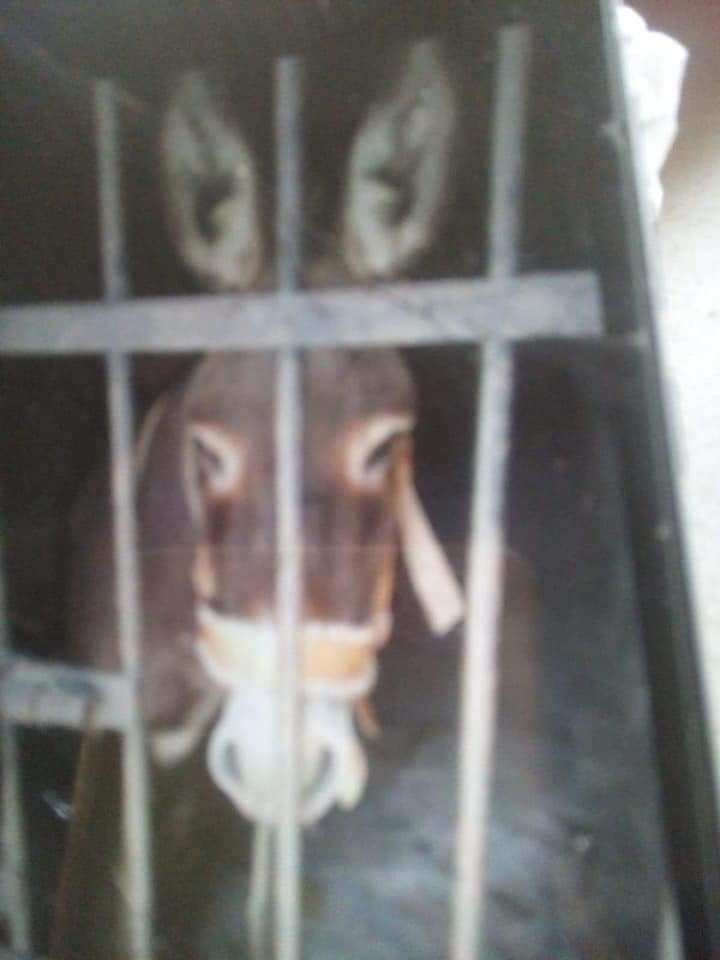burro encarcelado en oaxaca