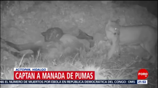 FOTO: Captan a manada de pumas en Actopan, Hidalgo, 24 Agosto 2019