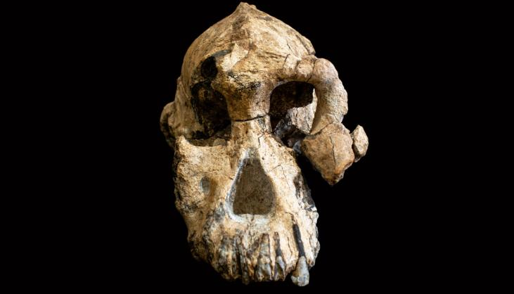 Foto:Cráneo del Australopithecus anamensis. 29 agosto 2019