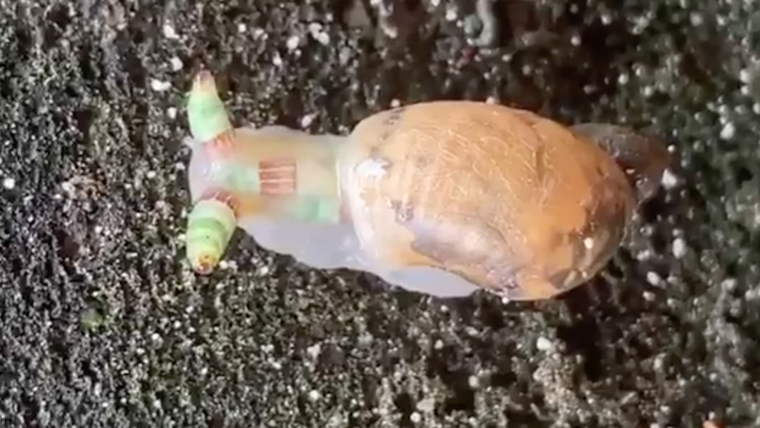 Video de un caracol 'zombie' poseído por un parásito fascina a las redes sociales