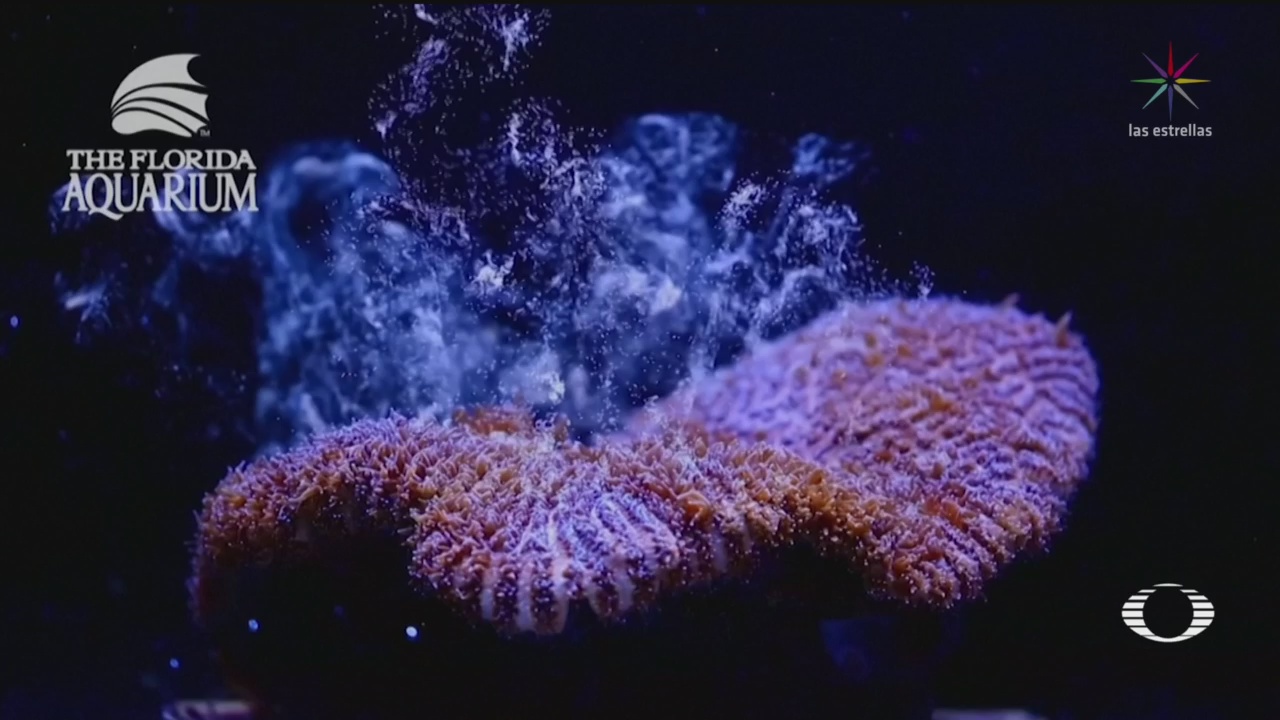 Foto: Científicos Reproducen Cautiverio Especie Coral Peligro Extinción 27 Agosto 2019