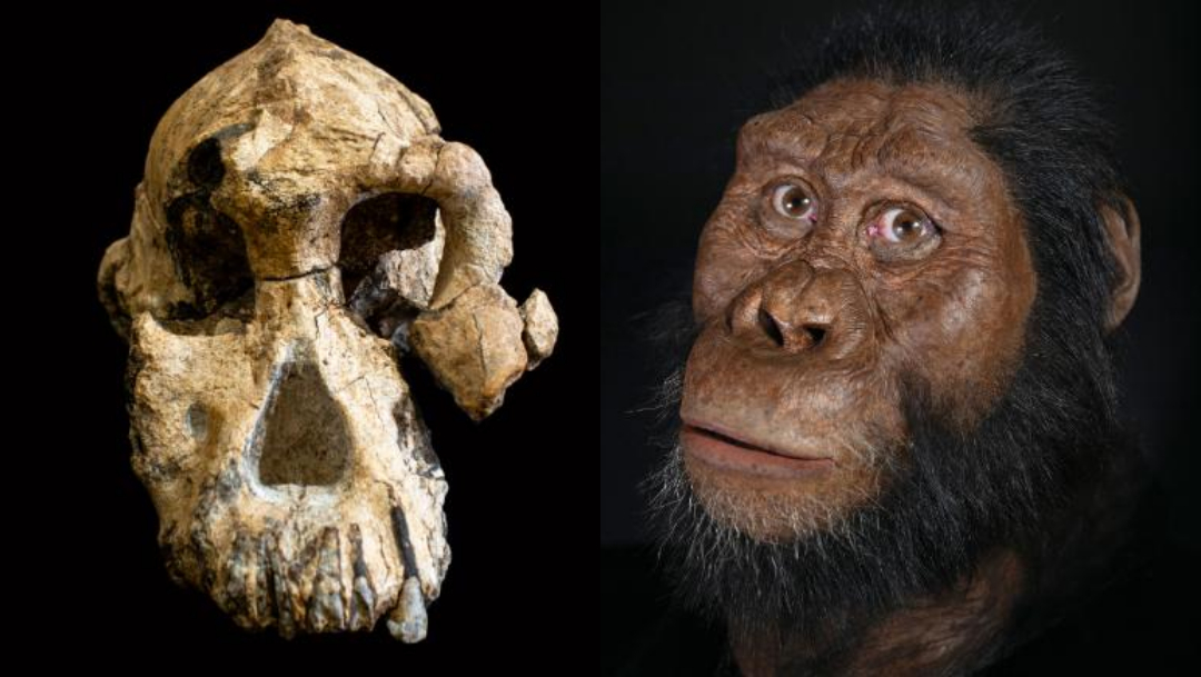 Foto:Descubren craneo de astrolopithecus. 29 agosto 2019