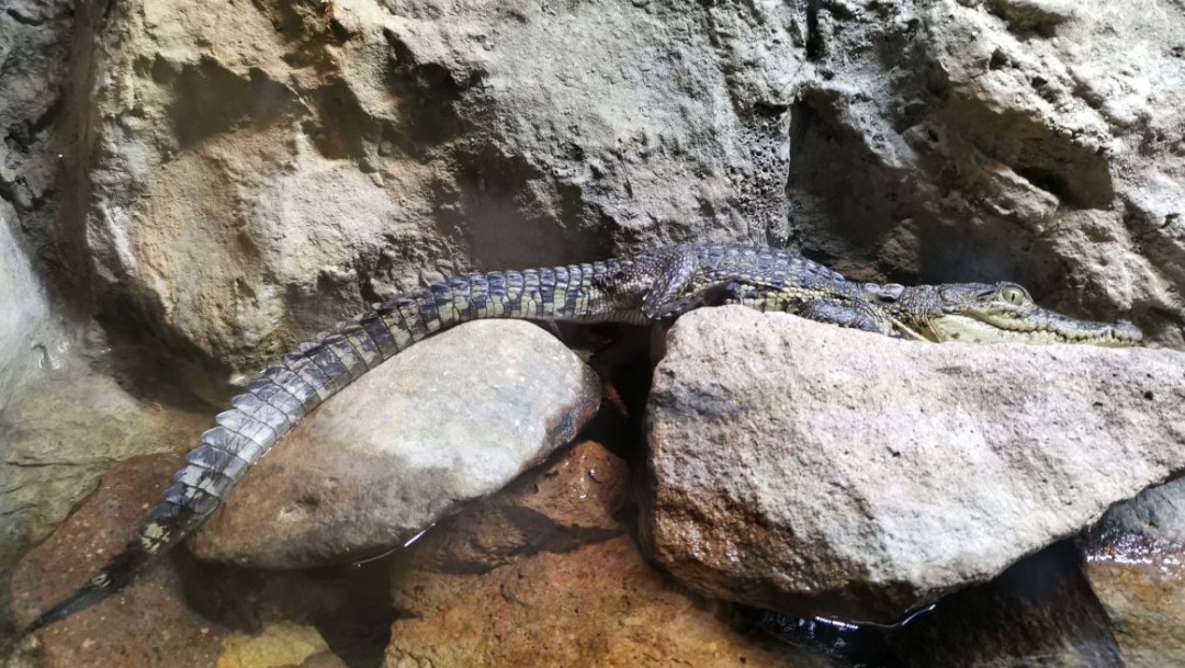 Zoológico de León logra la reproducción de 14 crías de cocodrilo