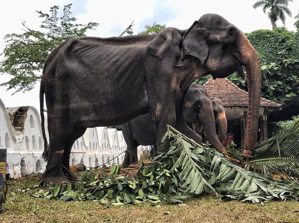 Sri-Lanka-elefante-maltrato-animal-apariencia-esqueletal