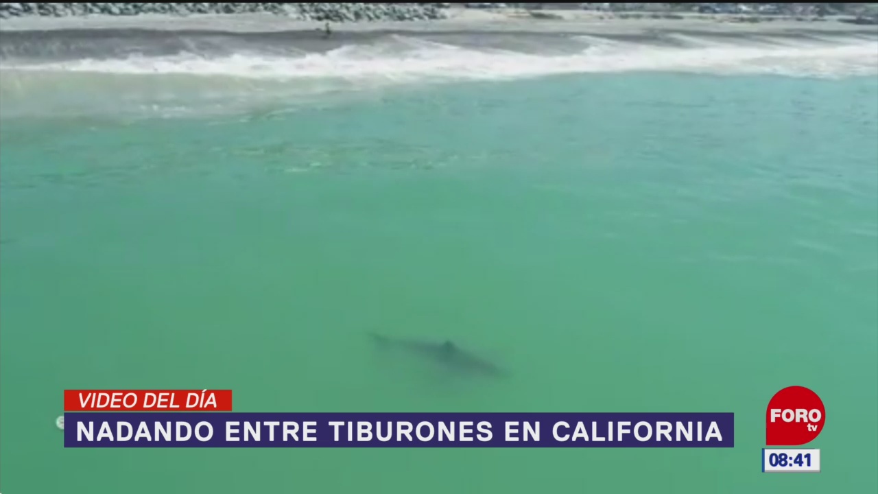 #ElVideodelDía: Nadando entre tiburones en California