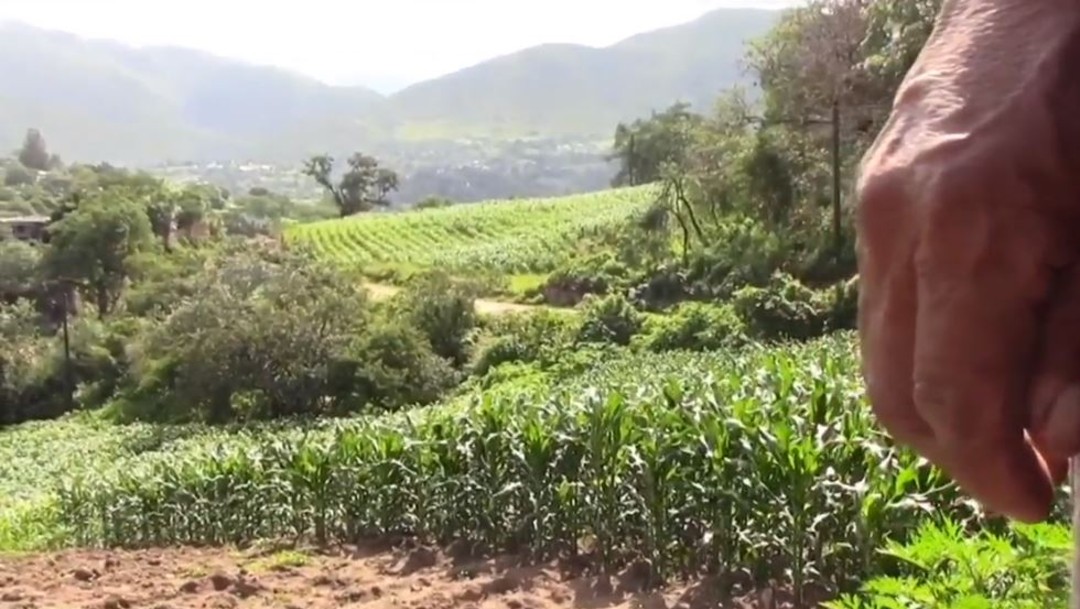 Permanece escasez de fertilizantes, en Guerrero; afecta a cosechas de campesinos