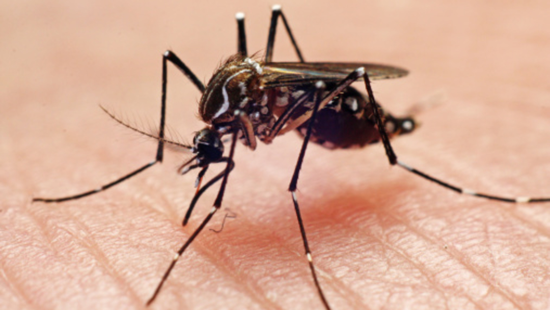 Foto: El mosquito Aedes Aegypti es el transmisor del dengue, 28 de agosto de 2019 (Getty Images, archivo)