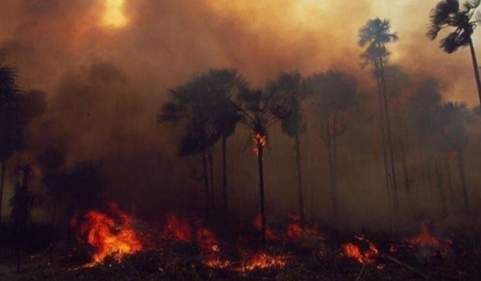 FOTO Amazonia concentra más de la mitad de incendios en Brasil (Twitter)