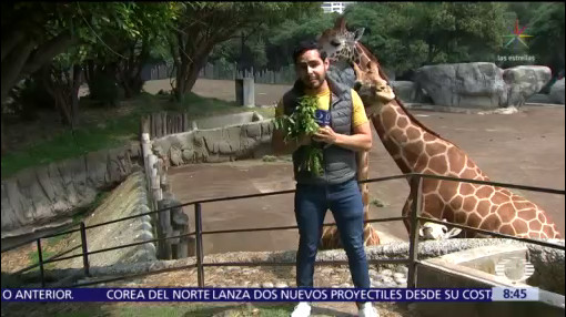 Jirafas, nuevos huéspedes del Zoológico de Chapultepec