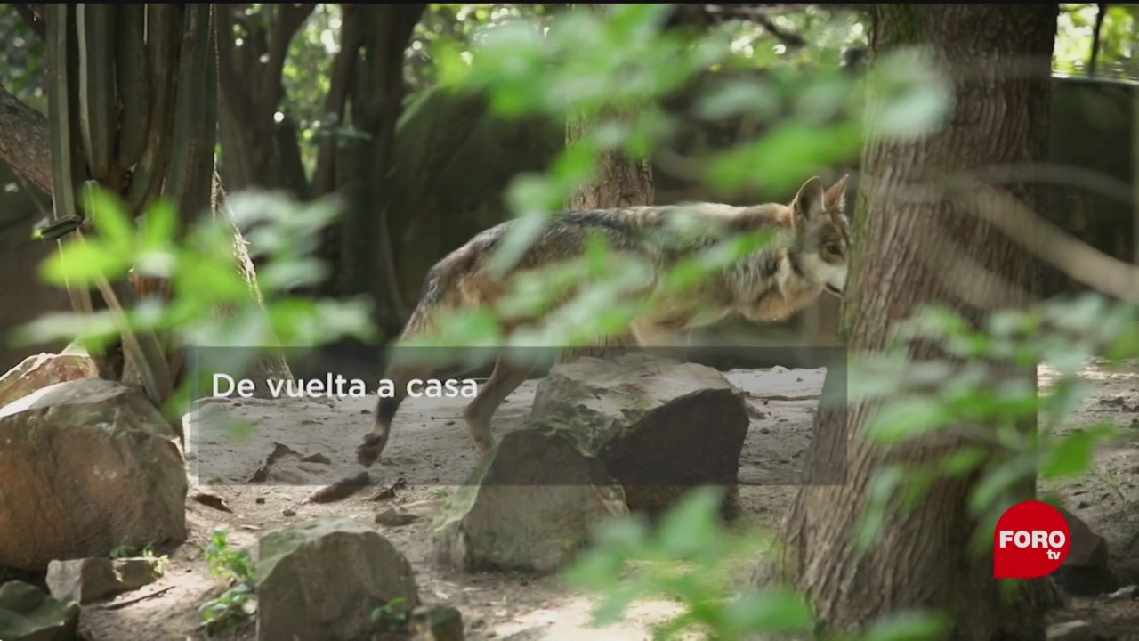 FOTO: La conservación de los lobos en México, 24 Agosto 2019
