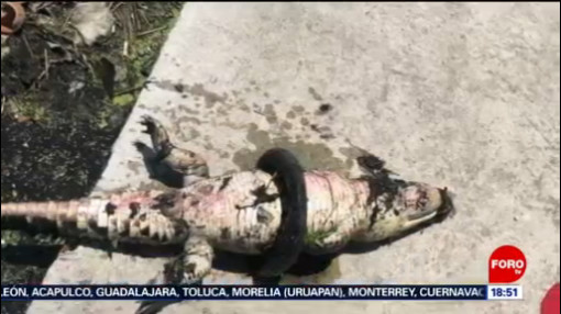 Foto: Lagarto Muere Atrapado Llanta Tamaulipas 23 Agosto 2019