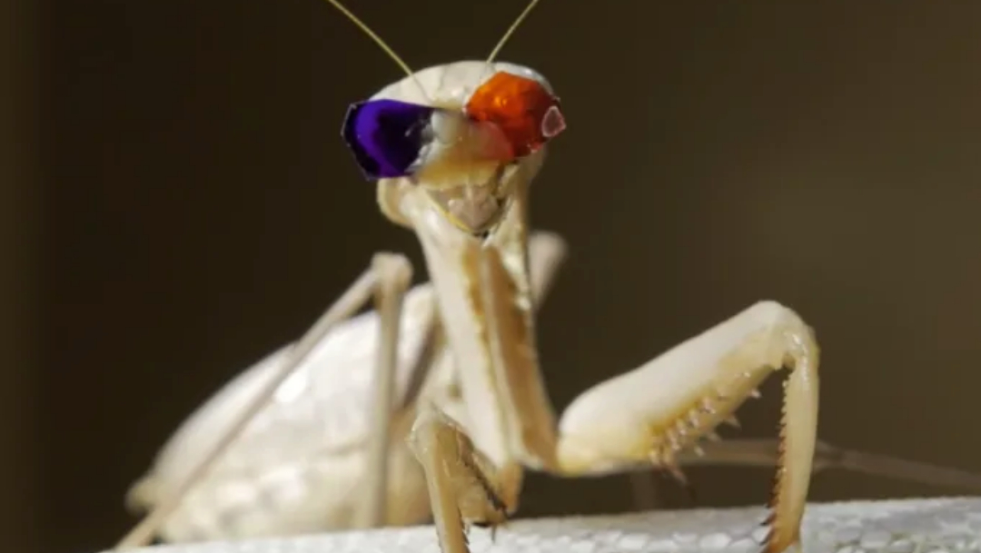 Foto:Mantis religiosa con lentes 3D. 28 agosto 2019.