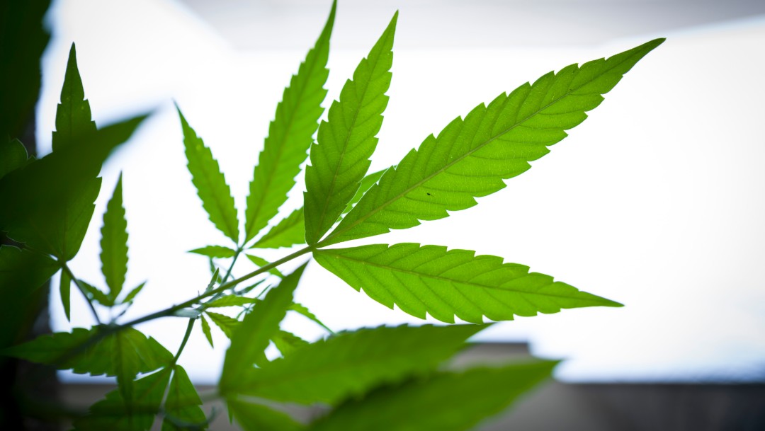 SCJ ordena garantizar terapia con cannabis a niño con epilepsia