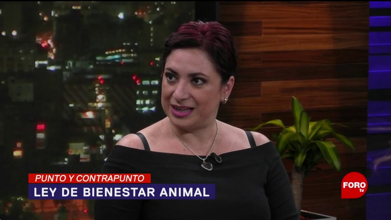 FOTO: Ley de Bienestar Animal, ¿qué propone Morena, 17 Agosto 2019