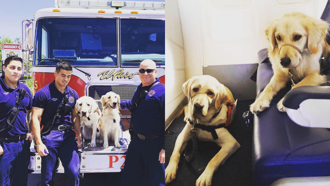 Foto: Perros terapeutas Service Dogs INC. 5 agosto 2019