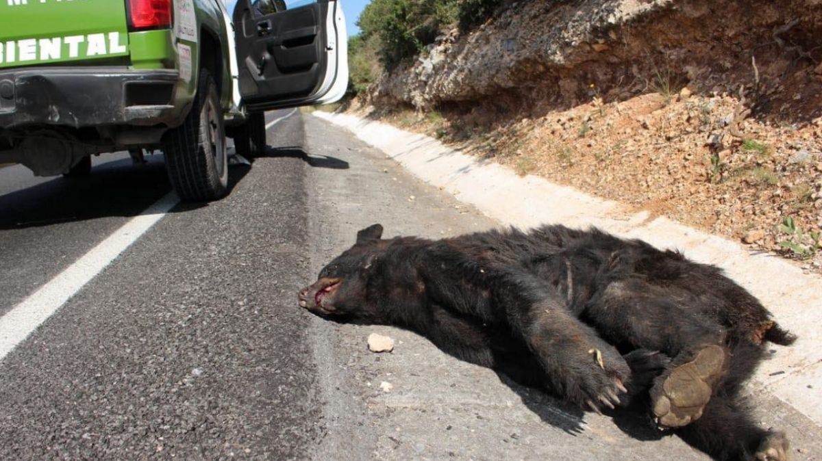El osos murió tras ser atropellado en Arteaga